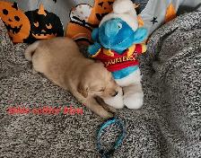 Chiot golden retriever - Photo 10