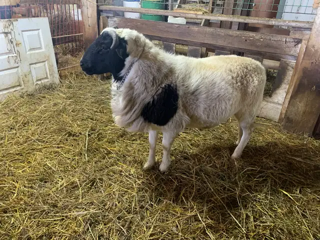 Ram  available