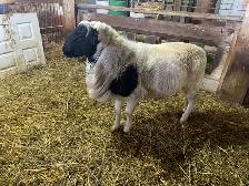 Ram  available