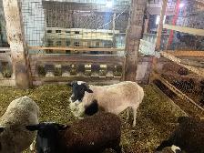 Ram  available - Photo 3