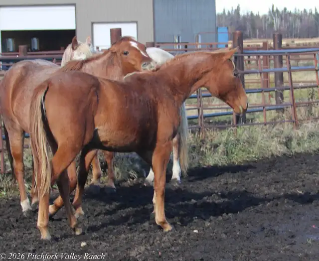 2025 AQHA peptoboonsmal bred filly