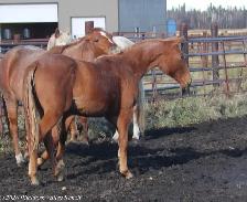 2025 AQHA peptoboonsmal bred filly