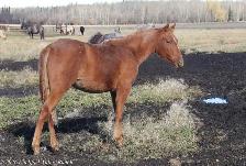 2025 AQHA peptoboonsmal bred filly - Photo 2