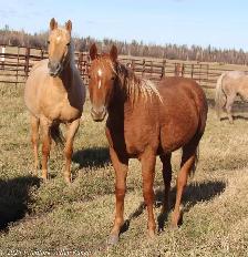 2025 AQHA peptoboonsmal bred filly - Photo 3
