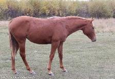 2025 AQHA peptoboonsmal bred filly - Photo 4