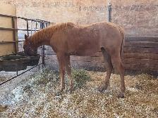 2025 AQHA peptoboonsmal bred filly - Photo 6