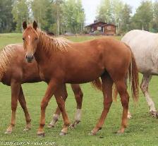 2025 AQHA peptoboonsmal bred filly - Photo 7