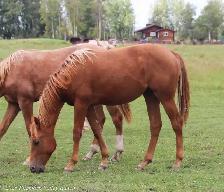 2025 AQHA peptoboonsmal bred filly - Photo 8