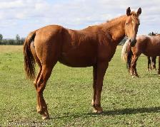 2025 AQHA peptoboonsmal bred filly - Photo 9