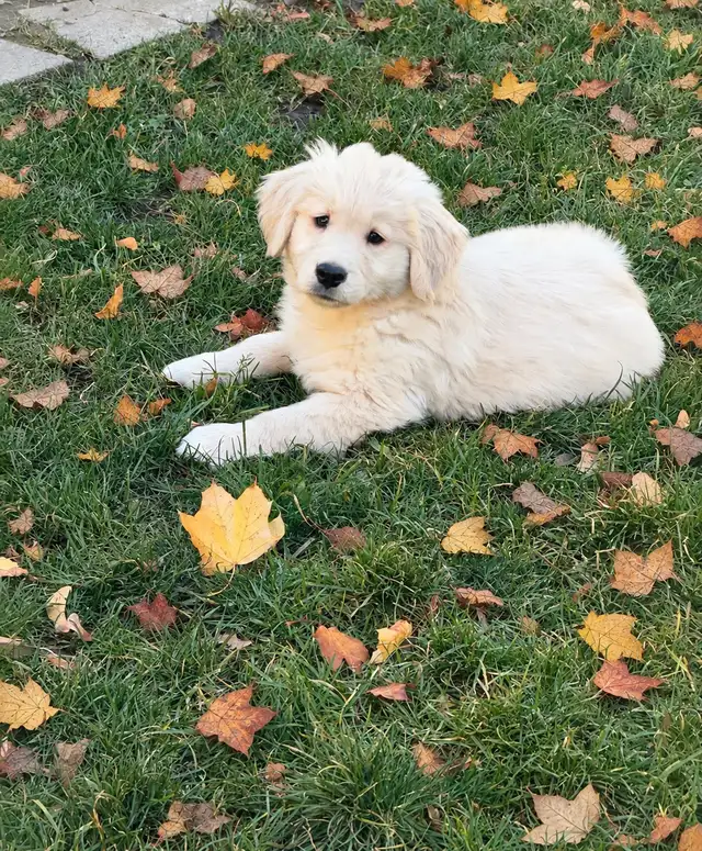 Golden retriever puppies