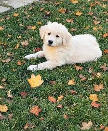 Golden retriever puppies