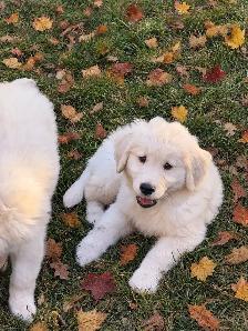 Golden retriever puppies - Photo 2