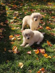Golden retriever puppies - Photo 3