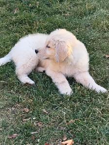 Golden retriever puppies - Photo 4