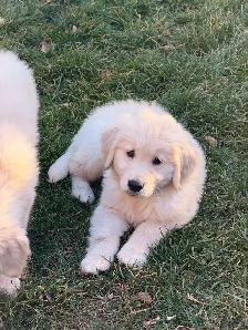 Golden retriever puppies - Photo 5