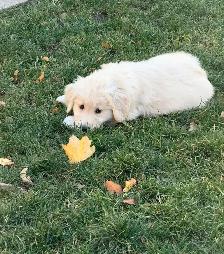 Golden retriever puppies - Photo 6