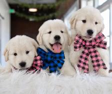 Golden retriever puppies - Photo 7