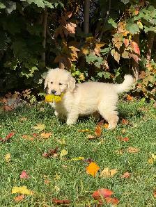 Golden retriever puppies - Photo 8