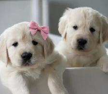Golden retriever puppies - Photo 9