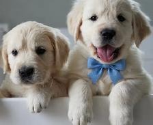 Golden retriever puppies - Photo 10
