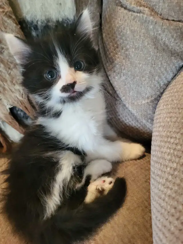 Companion Kittens