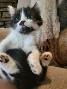 Companion Kittens - Photo 2