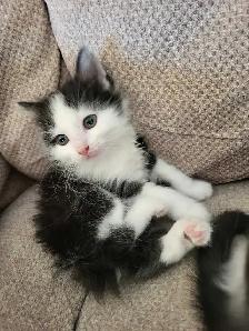 Companion Kittens - Photo 3