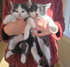 Companion Kittens - Photo 4