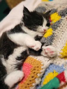 Companion Kittens - Photo 6