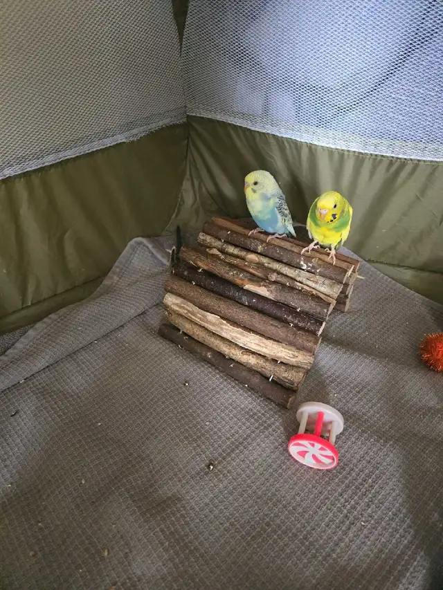 Baby Budgie's