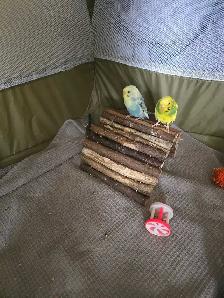 Baby Budgie's