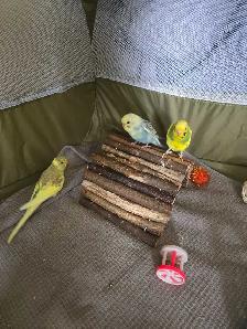Baby Budgie's - Photo 3