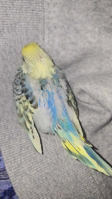 Baby Budgie's - Photo 4