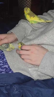 Baby Budgie's - Photo 5