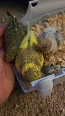 Baby Budgie's - Photo 6