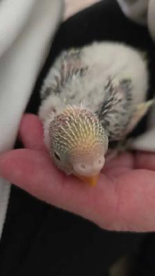 Baby Budgie's - Photo 7