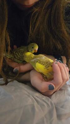 Baby Budgie's - Photo 8