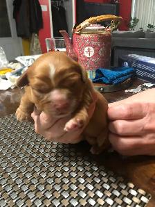 Chiot à vendre
