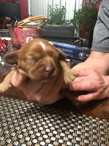 Chiot à vendre - Photo 2