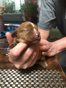 Chiot à vendre - Photo 3