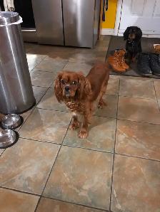 Chiot à vendre - Photo 5
