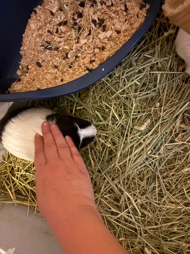 Cage avec cochon d’Inde à donner