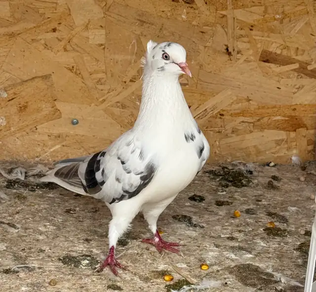 All pigeons