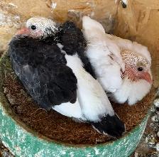 All pigeons - Photo 4