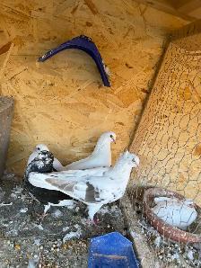 All pigeons - Photo 6