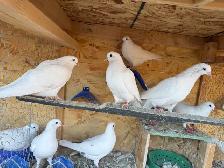 All pigeons - Photo 7