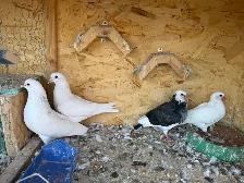 All pigeons - Photo 8