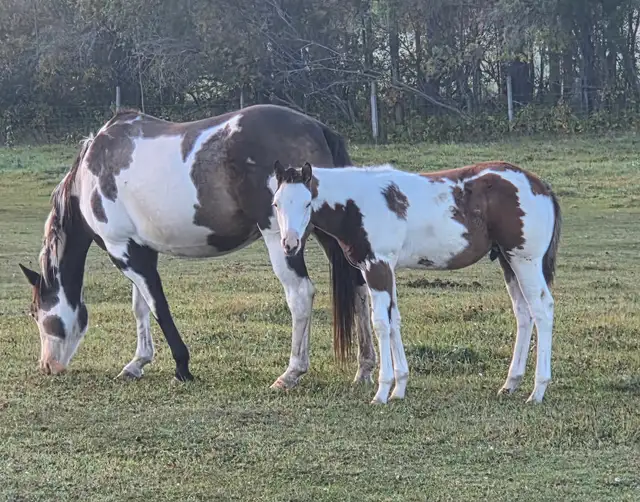 2026 APHA overo colt