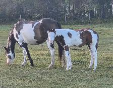 2026 APHA overo colt