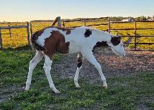 2026 APHA overo colt - Photo 2